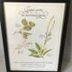 Botanical engraving precious herbal teas framed