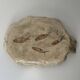 Petit plat poisson artisanal