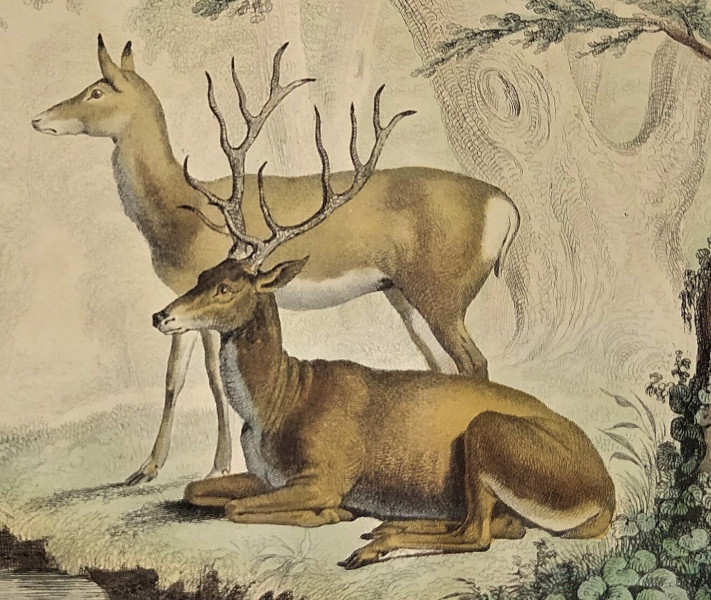 Original zoological plate of 1839 " Deer, Deer,.... "