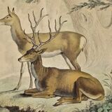 Original zoological plate of 1839 " Deer, Deer,.... "