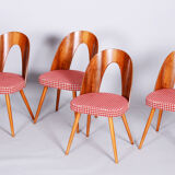 Four restored mid-century chairs, antonin suman, beech, walnut, czechia, 1950s