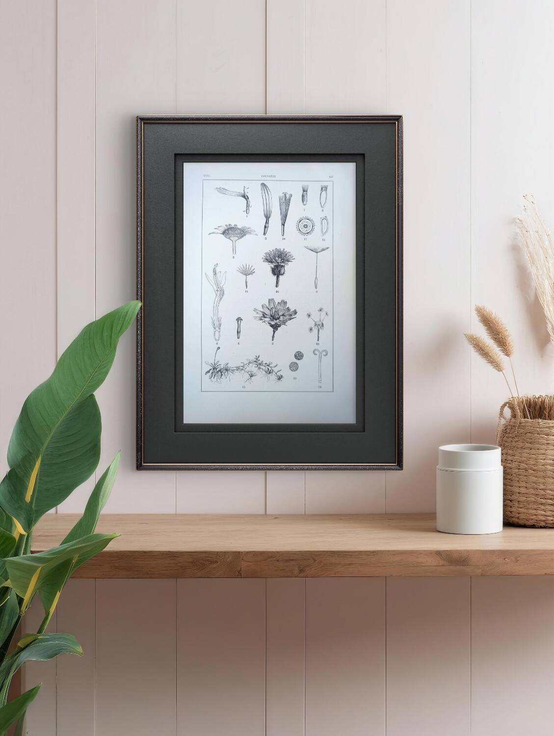 Printed in 1889, the composites. Old botanical plate.