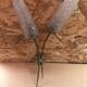 Old Double Brass Wall Lamp + Vintage Molded Glass Tulips