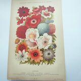 Botanical engraving from 1897 - Anemone - Old original chromo-lithographic plate of flower