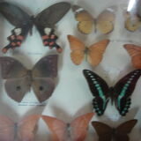 Naturalized butterflies, 1960/70 collection