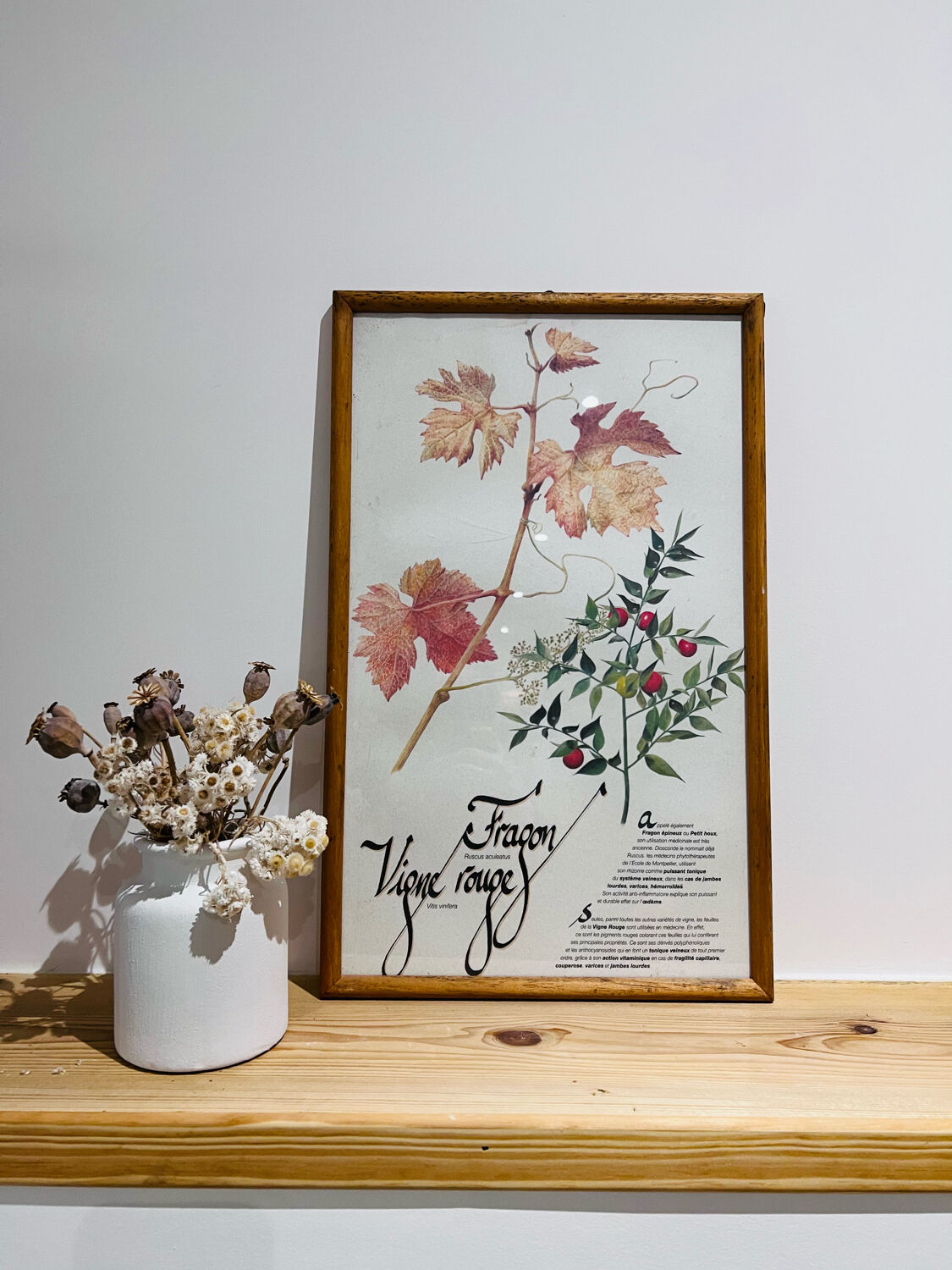 Frame pharmacy herbarium dragon and red vine