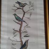 Beautiful Lithography of Framed Birds