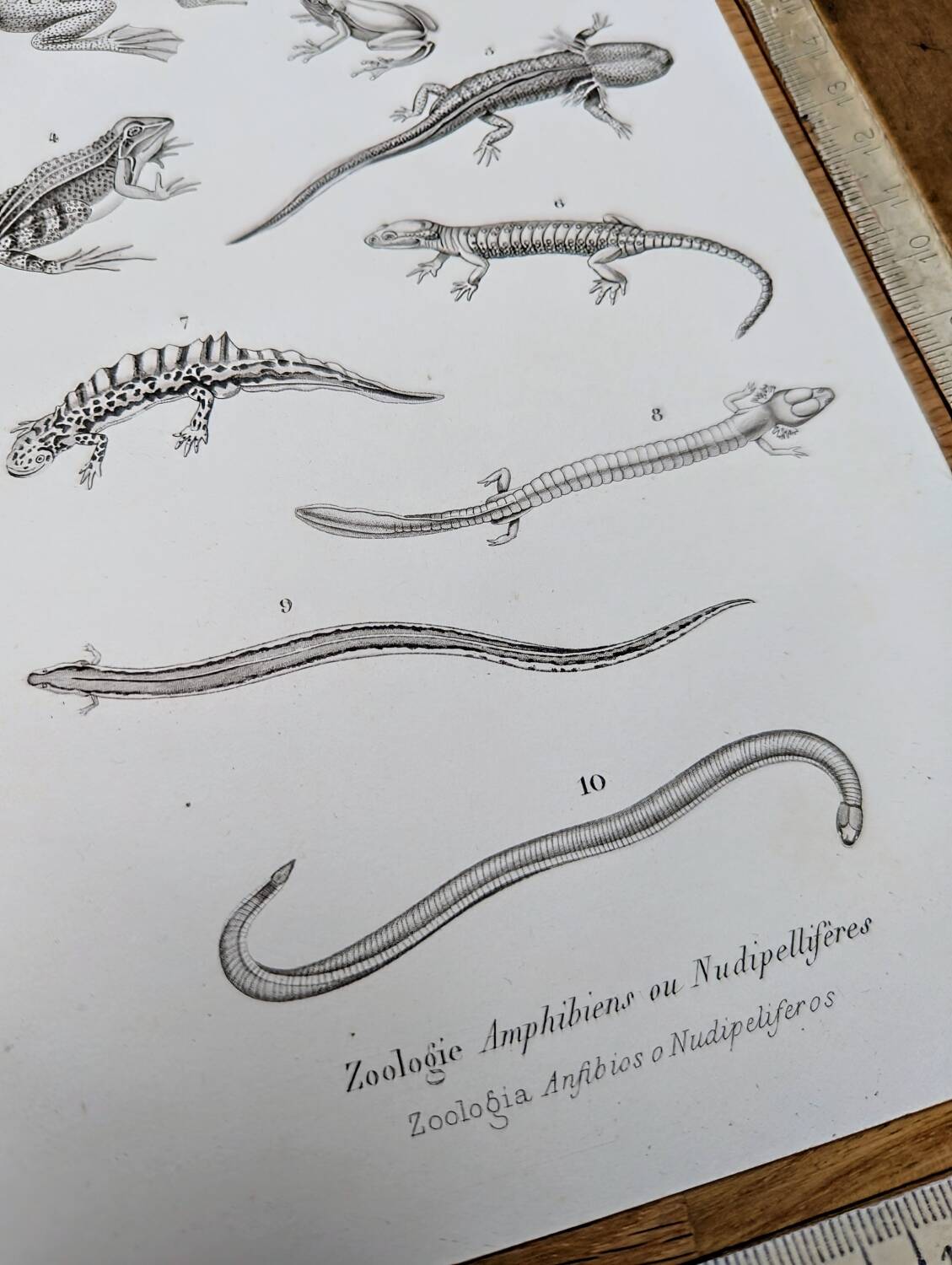 Printed in 1851, Natural History, Amphibians.