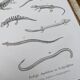 Printed in 1851, Natural History, Amphibians.