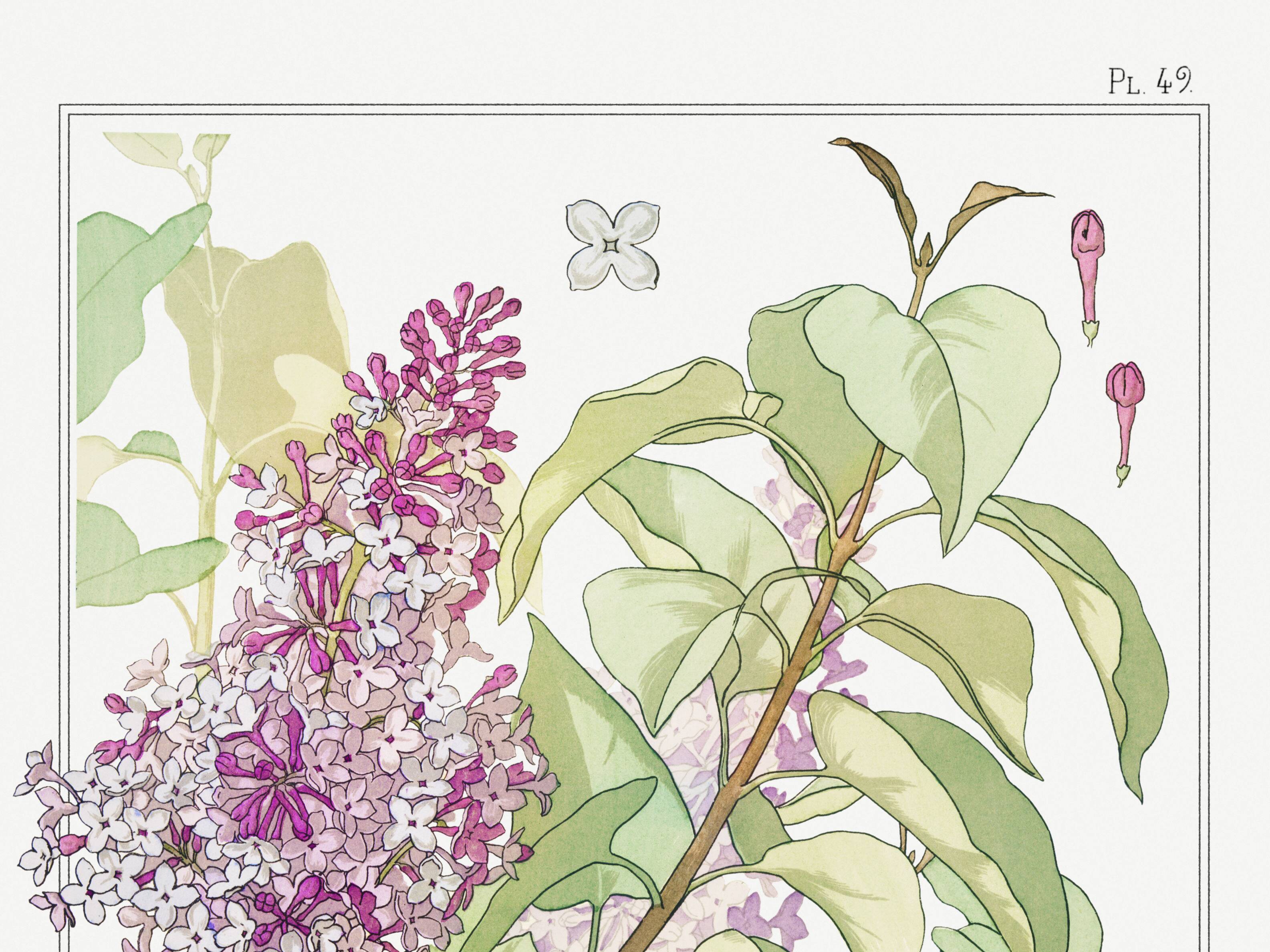 “Lilac” poster, after an Art Nouveau lithograph from 1897