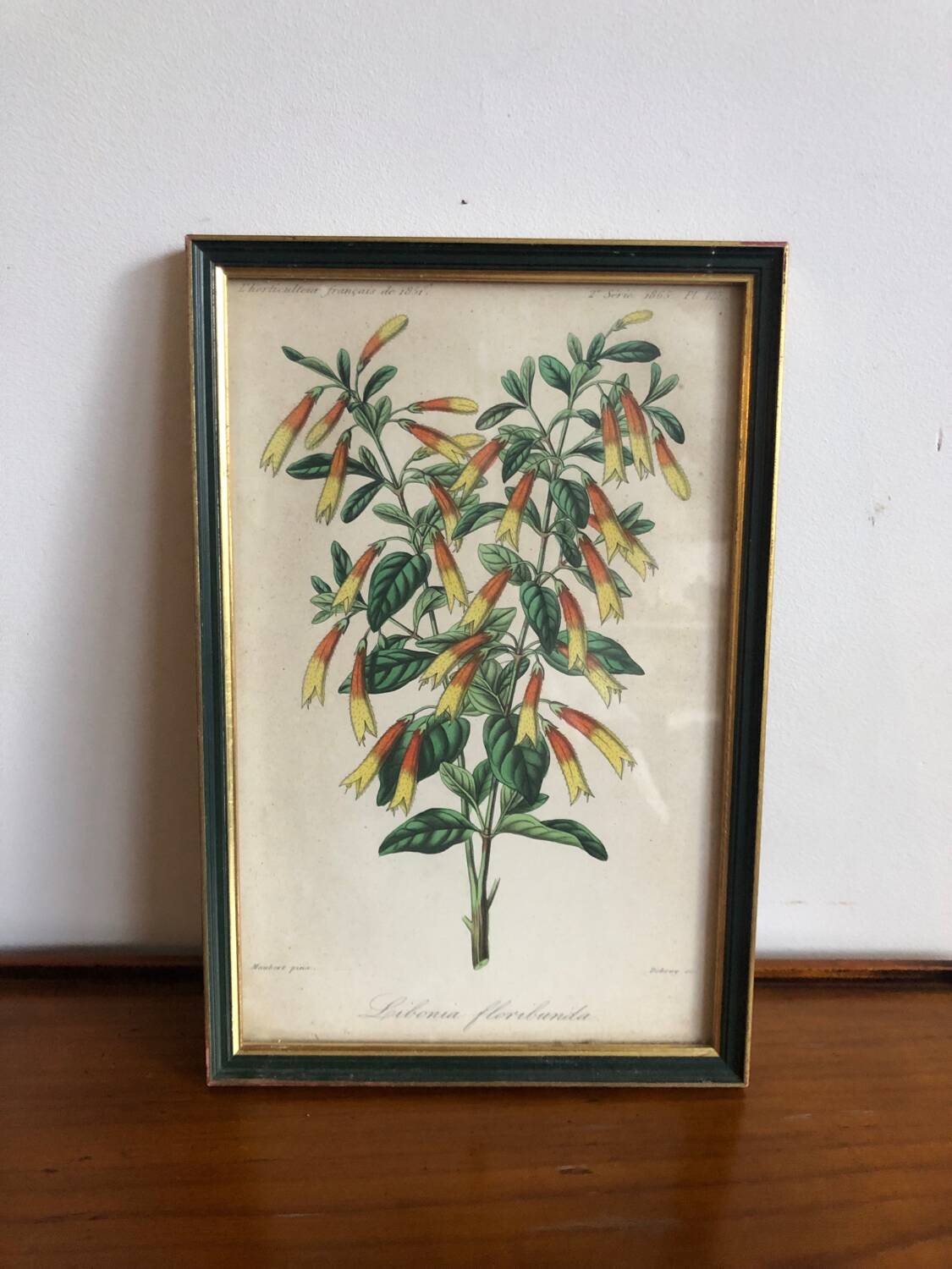 Vintage botanical illustration