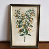 Vintage botanical illustration