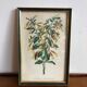 Illustration vintage de botanique