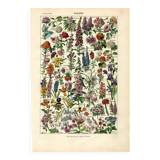 Old engraving - 1923 - Flowers by A. Millot, - Lithograph & plate