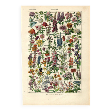 Gravure ancienne - 1923 - Fleurs par A. Millot, - Lithographie & planche