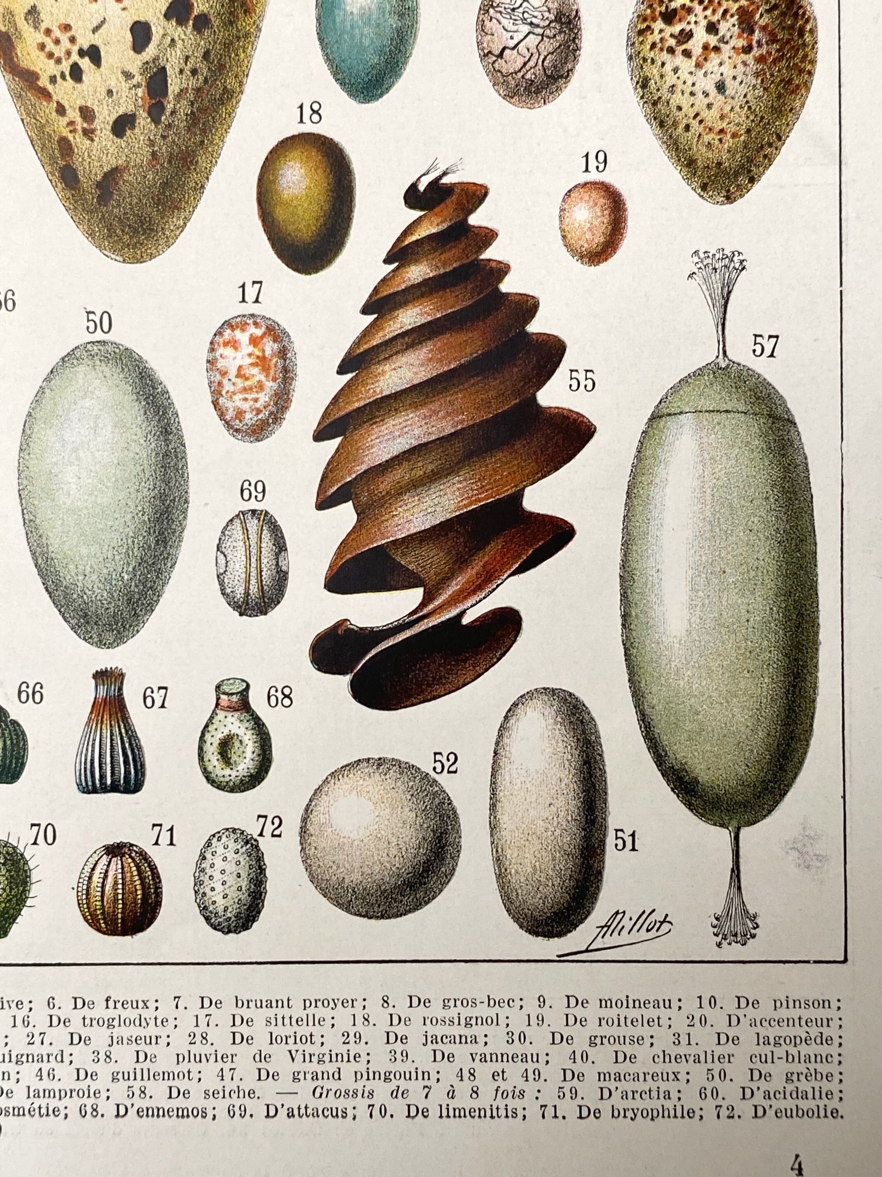 Old illustration Millot "eggs"