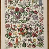 Lithograph on flowers (trees and shrubs) - 1920