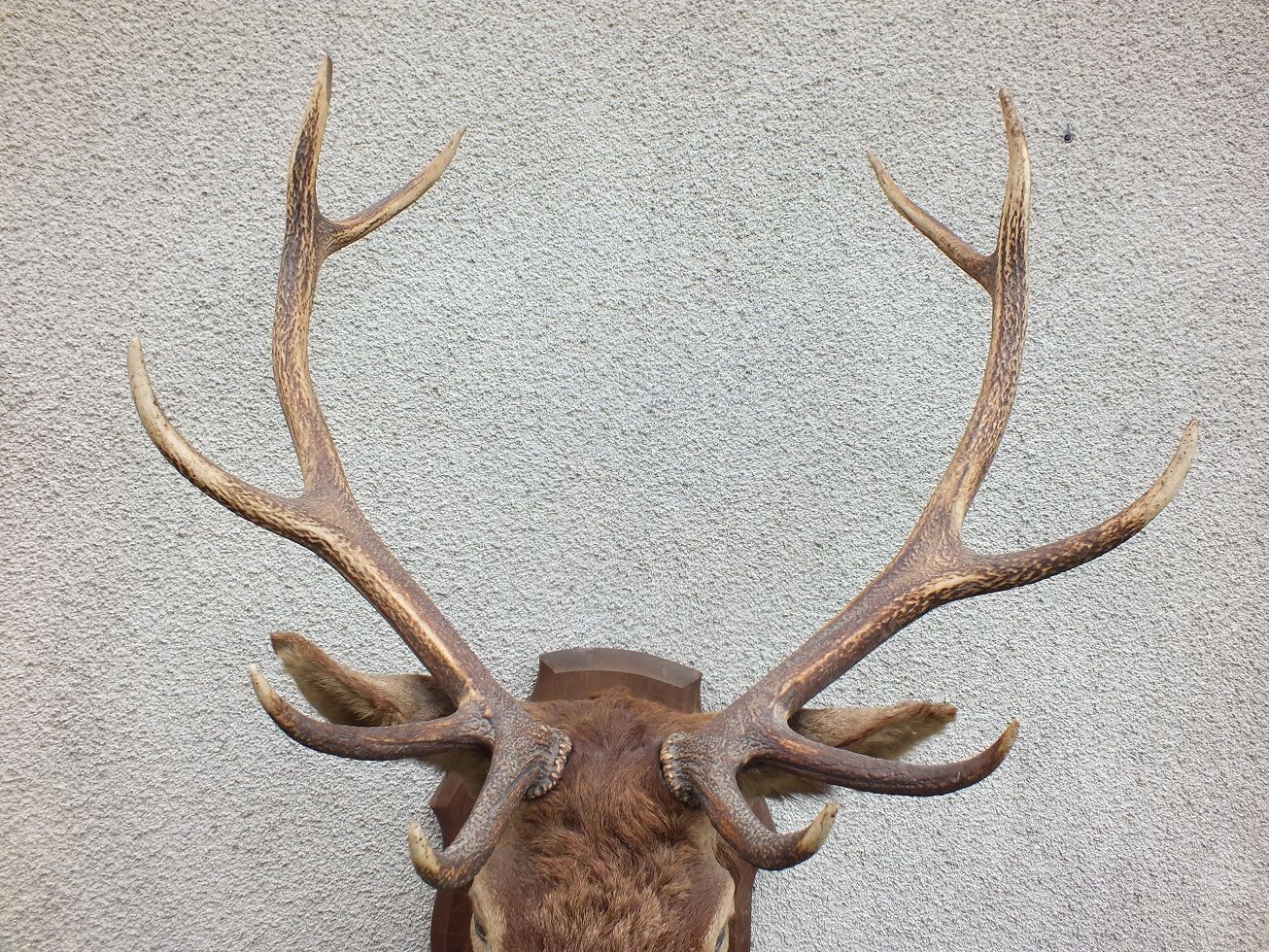Naturalized deer head - hunting trophy