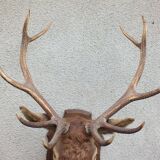 Naturalized deer head - hunting trophy