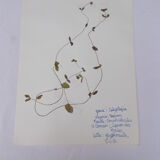 Set of 6 herbarium boards