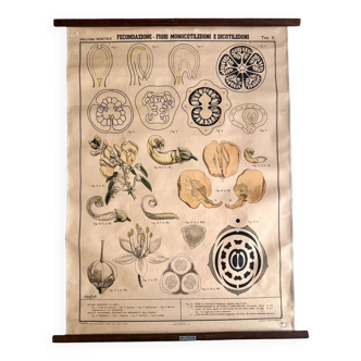 Affiche pédagogique botanique années 50