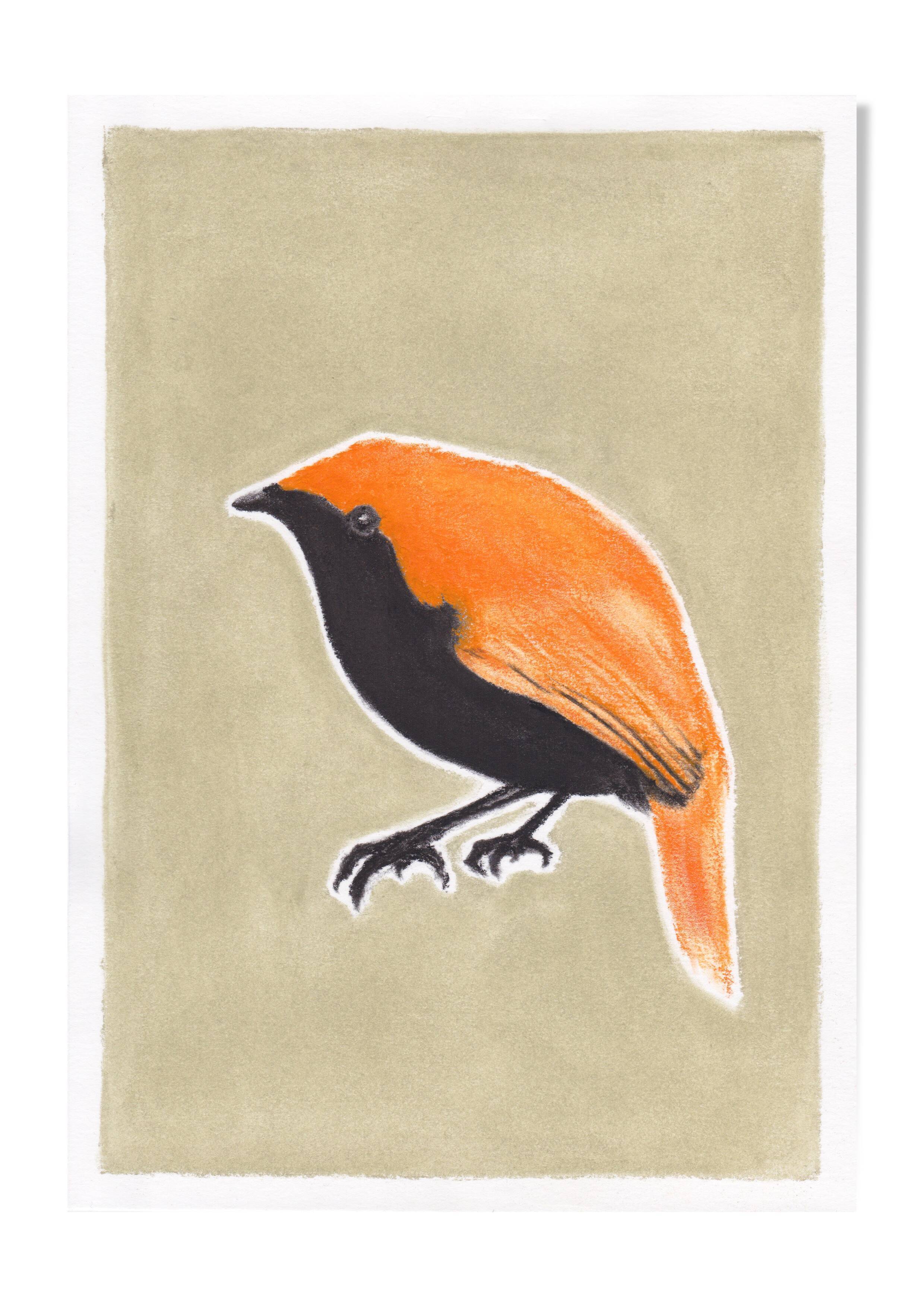 Oiseau "Gregori" - Dessin original