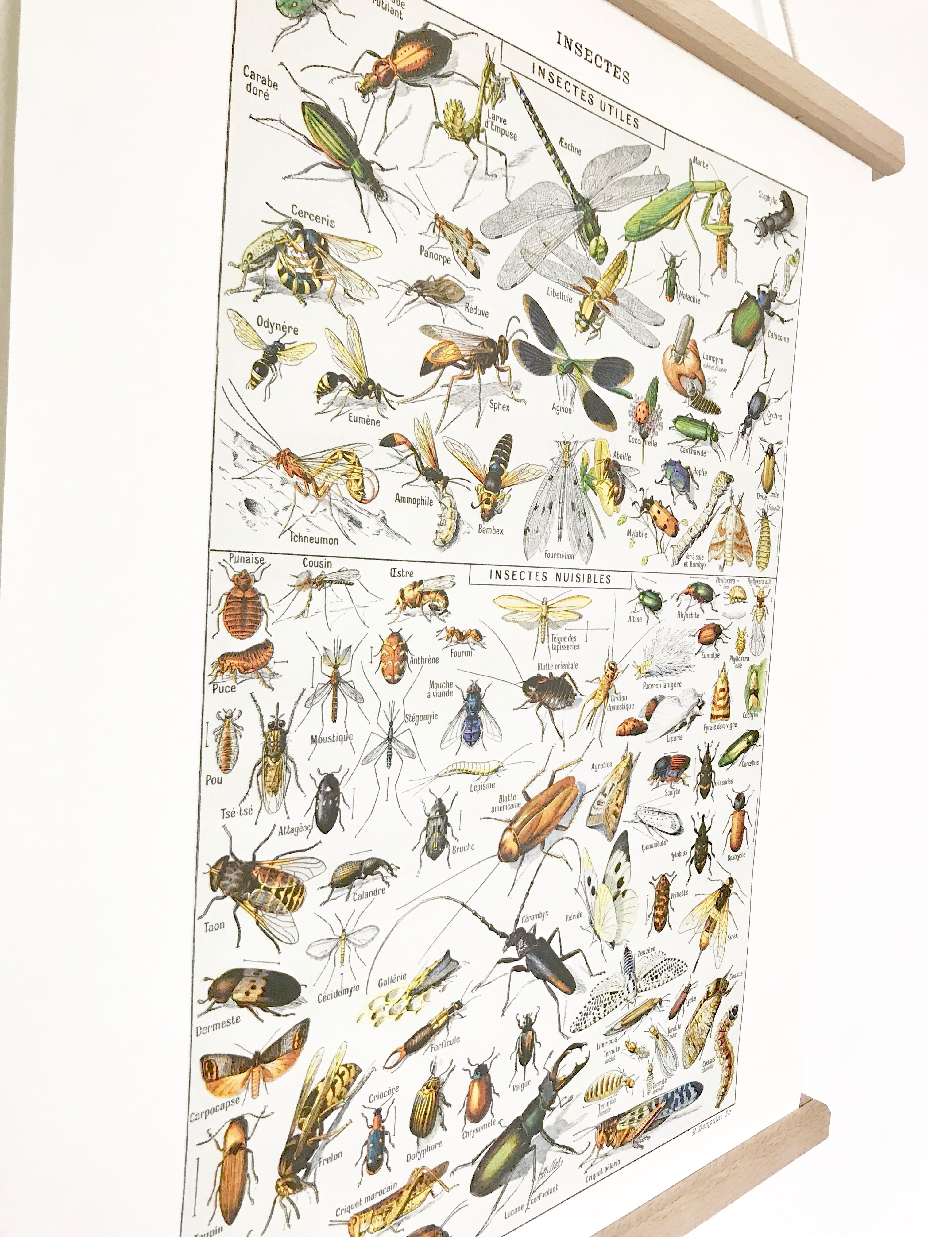 Displayed in colors representative of insects