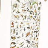 Displayed in colors representative of insects