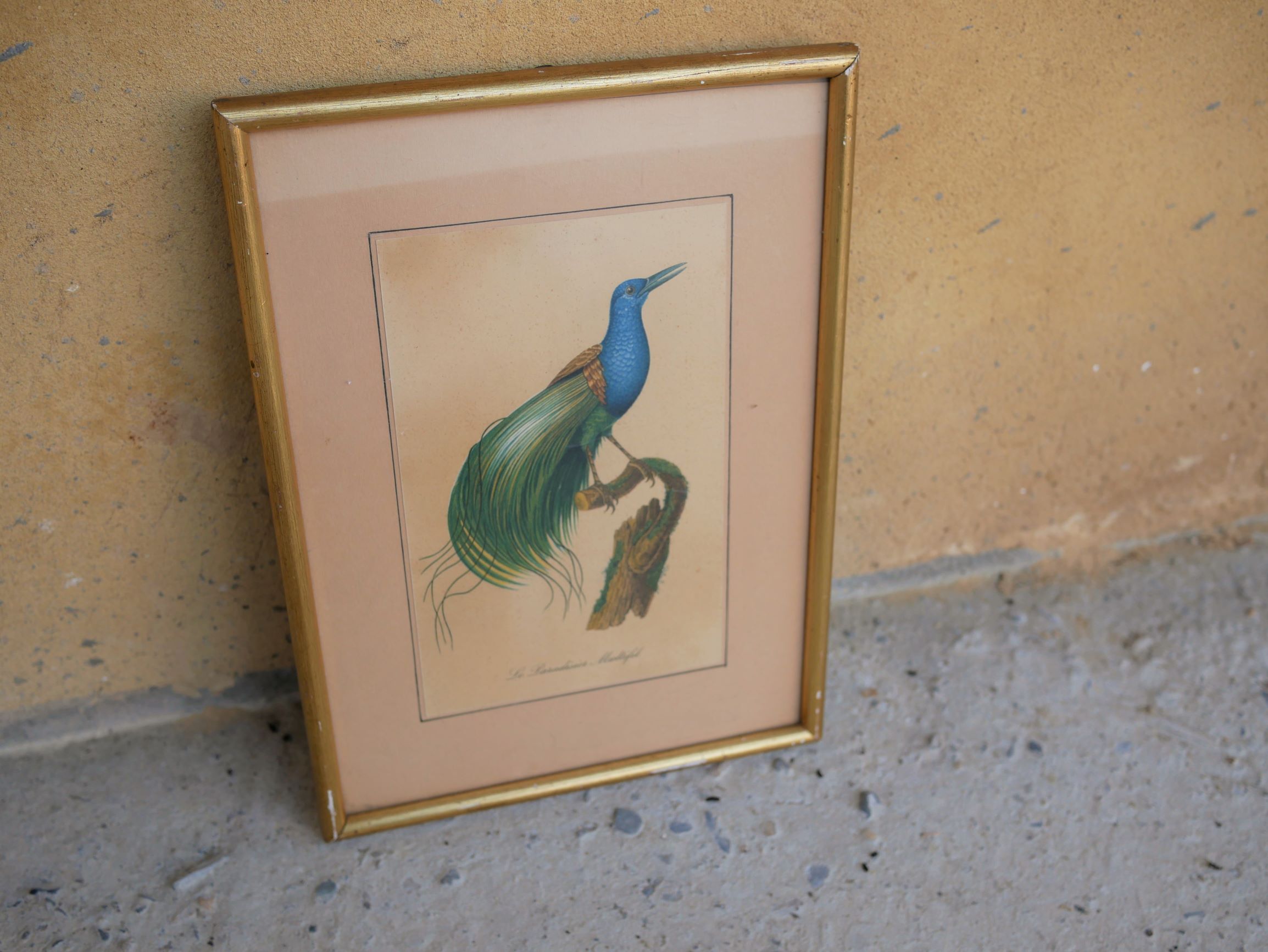 Bird the Multifil Paradise