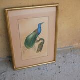 Bird the Multifil Paradise