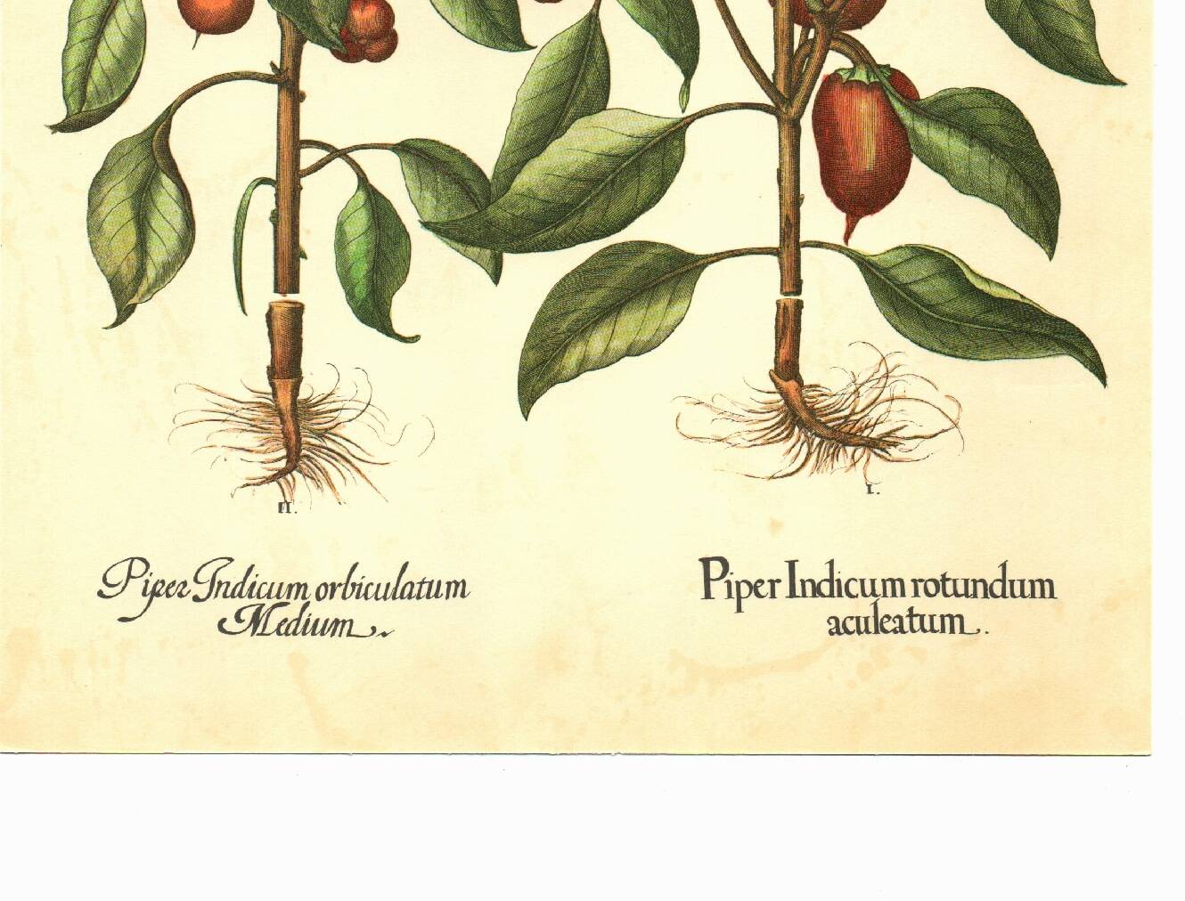 Illustration ancienne 1959 - Poivriers et fruits. planche Vintage botanique
