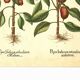 Illustration ancienne 1959 - Poivriers et fruits. planche Vintage botanique