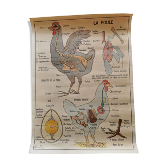 Old educational school poster