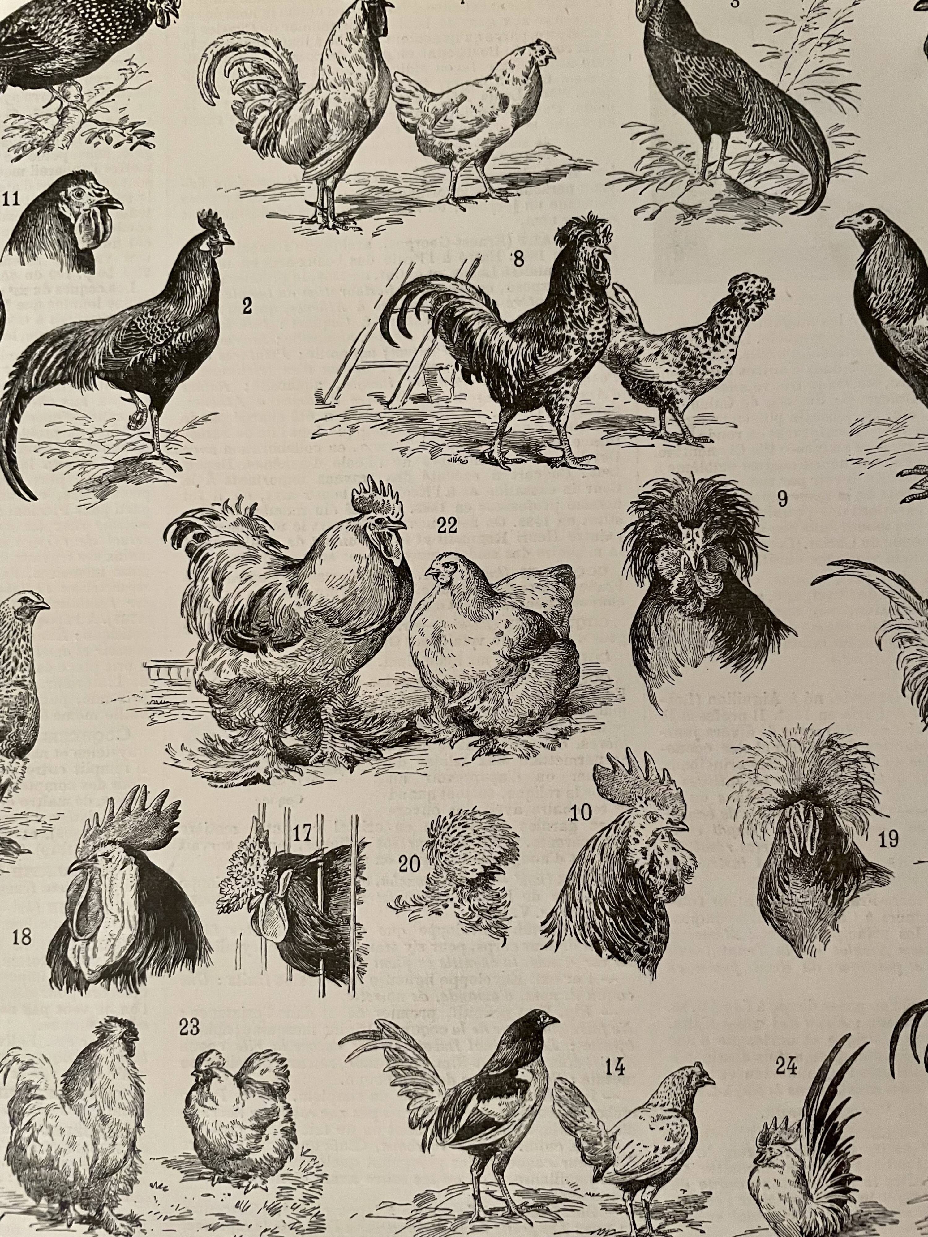 Lithographie gravure sur le coq de 1897