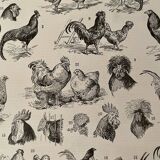 Lithographie gravure sur le coq de 1897