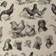 Lithographie gravure sur le coq de 1897