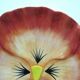Decorative plate in earthenware dabbling: Orange thought with a yellow heart