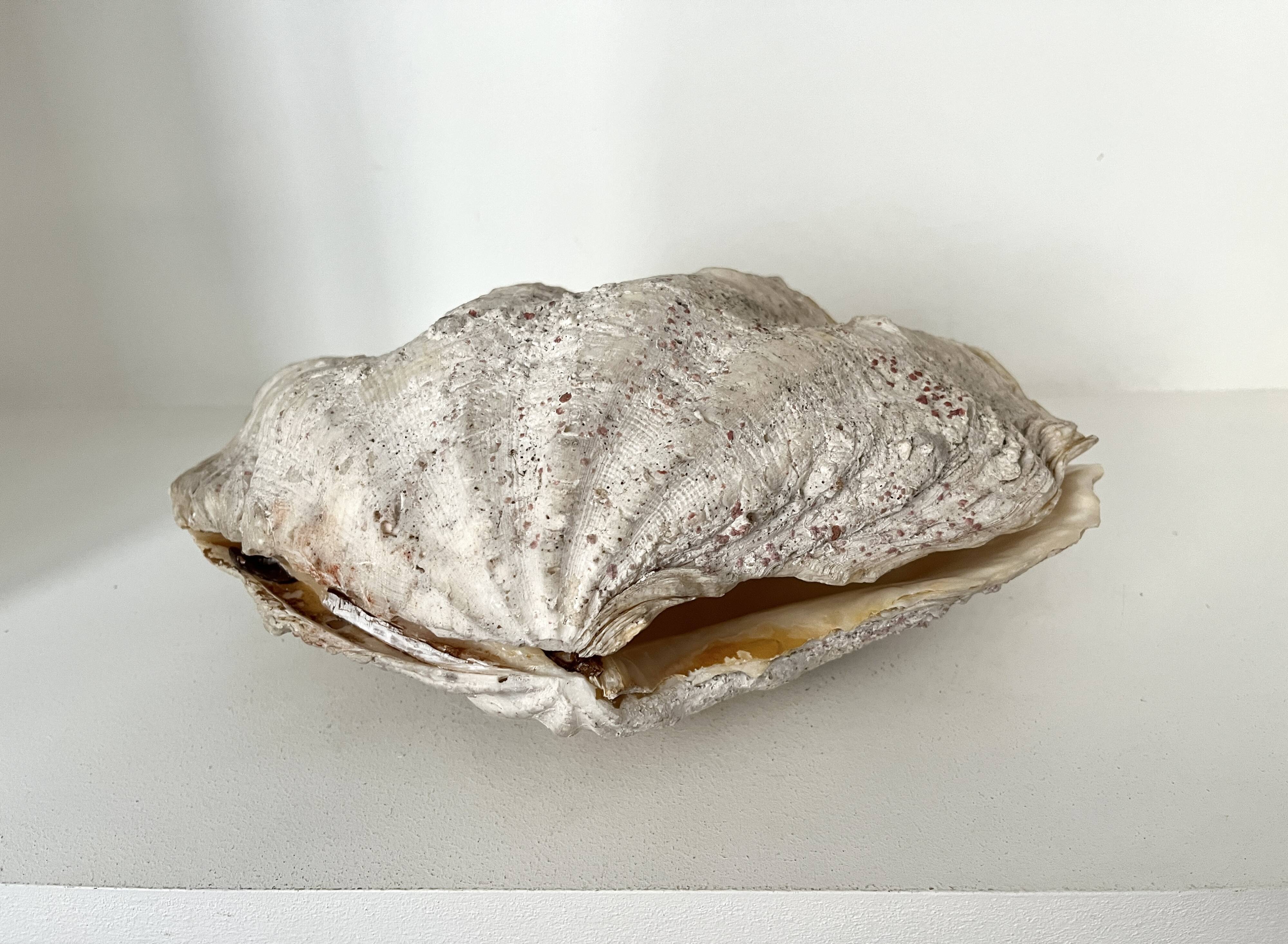 Authentic vintage giant bivalve shell, tridacna gigas shell.