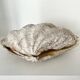 Authentic vintage giant bivalve shell, tridacna gigas shell.