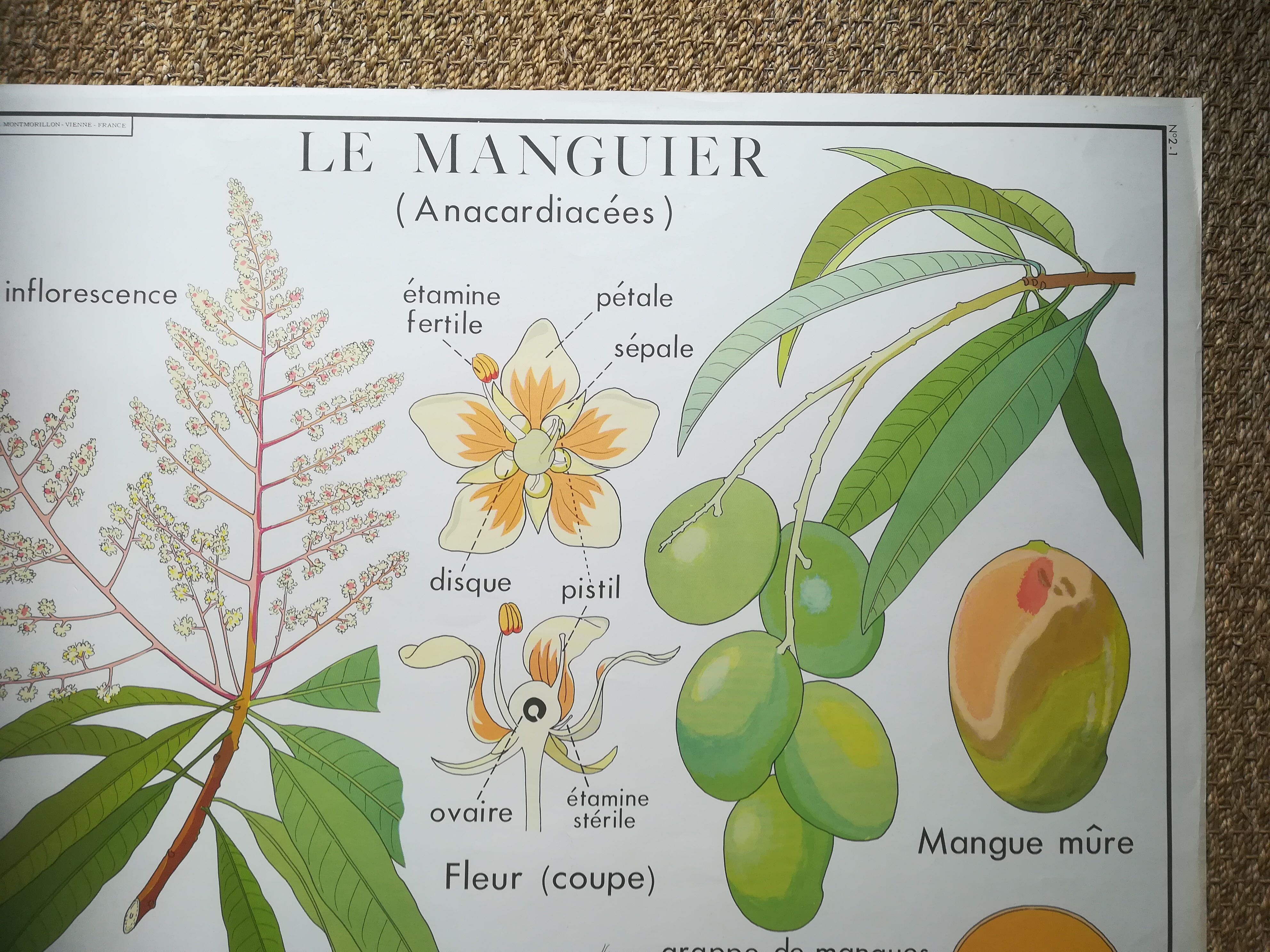 Affiche pédagogique Rossignol "Le cotonnier et le manguier" vintage.