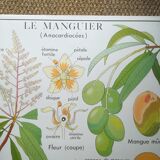 Rossignol pedagogical poster "The cotton tree and the mango tree" vintage.