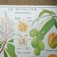 Rossignol pedagogical poster "The cotton tree and the mango tree" vintage.