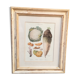 Framed botanical board, vegetables