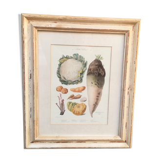 Framed botanical plank, vegetables