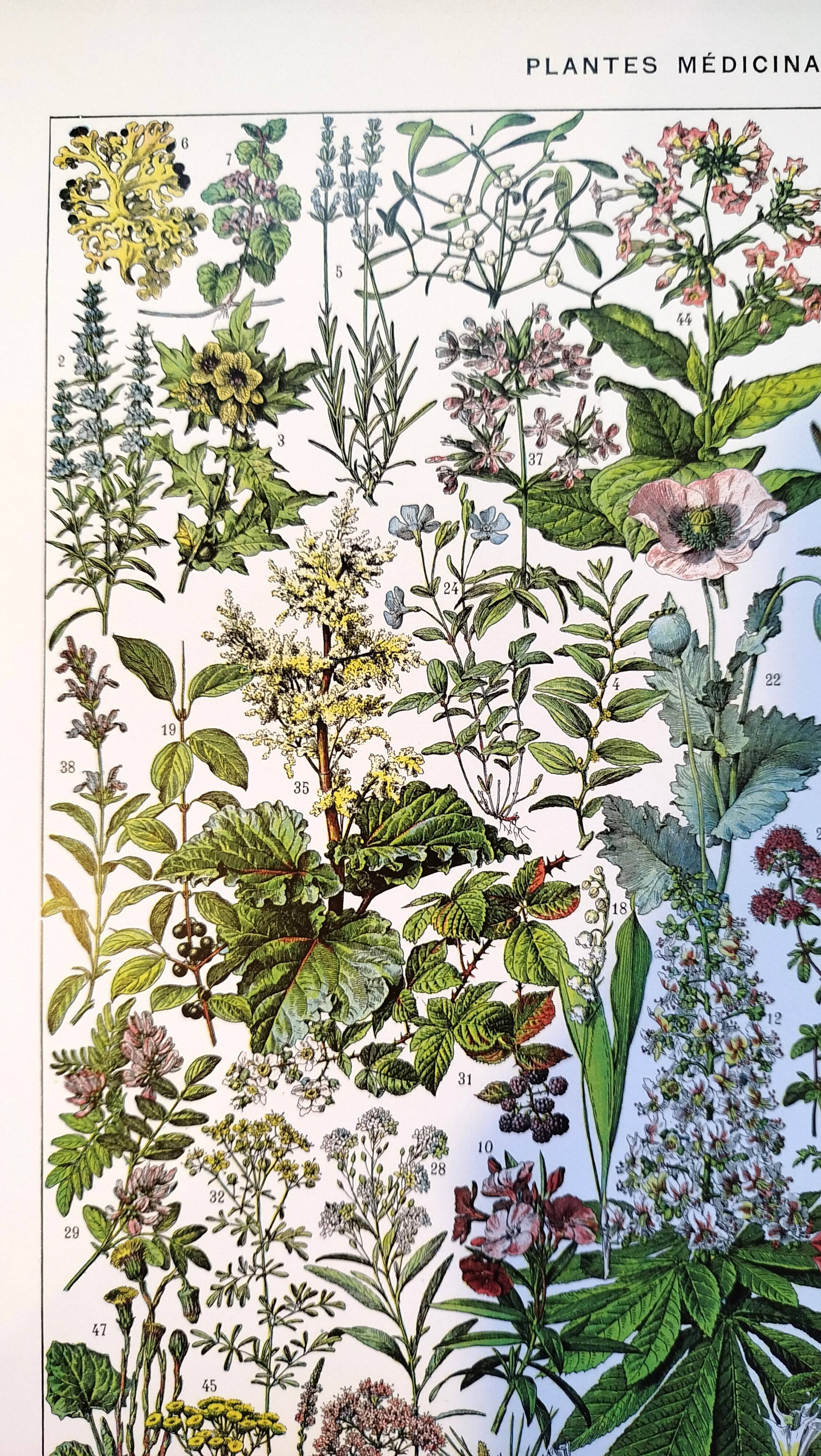 Affiche sur les plantes médicinales "gui", d'après une lithographie de 1928