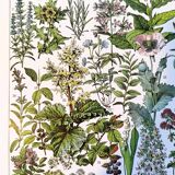Poster on medicinal plants "mistletoe", based on a 1928 lithograph