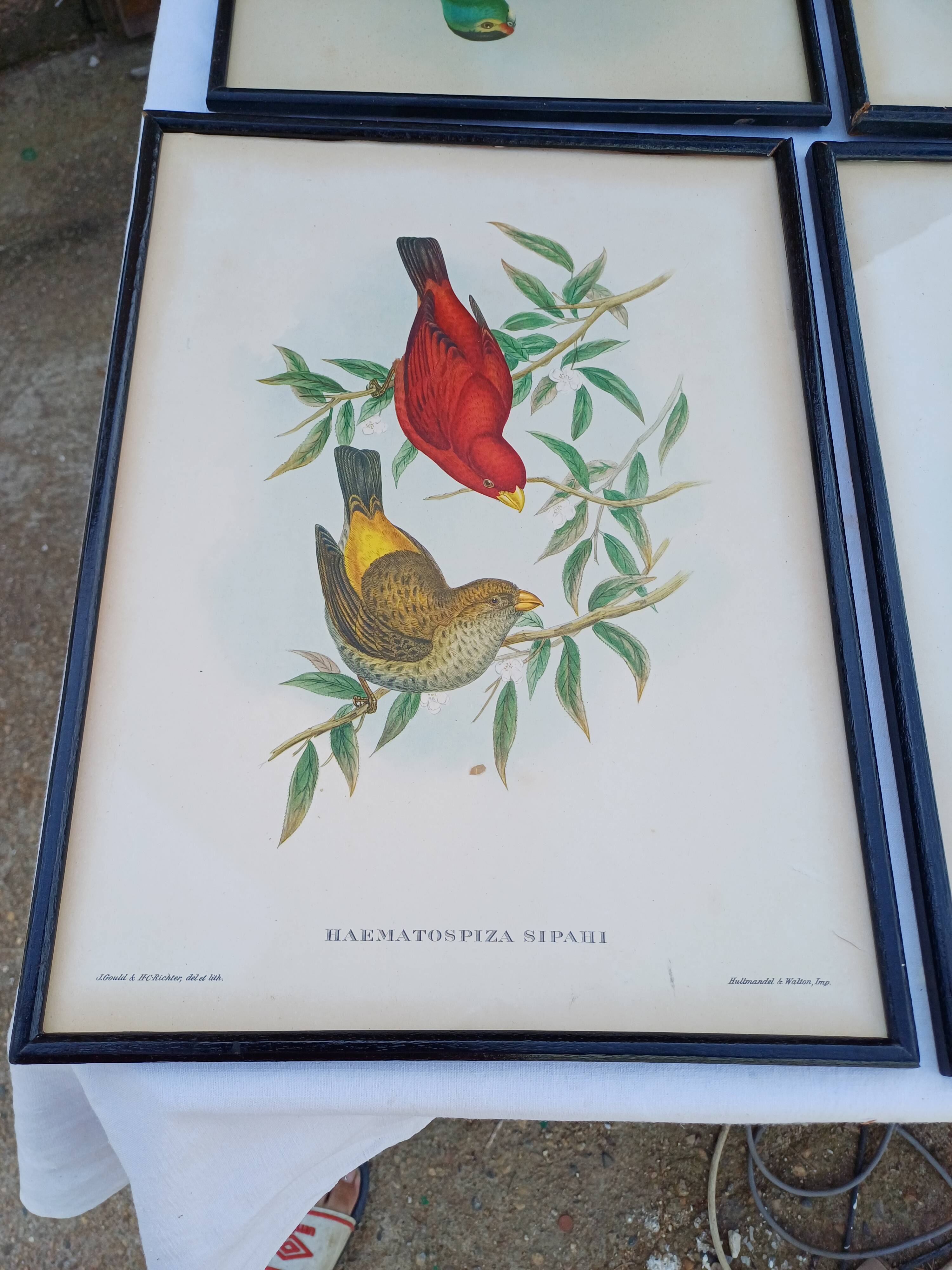 12 Lithographs “Birds of the World”