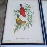 12 Lithographs “Birds of the World”
