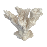 Ancienne branche de corail blanc