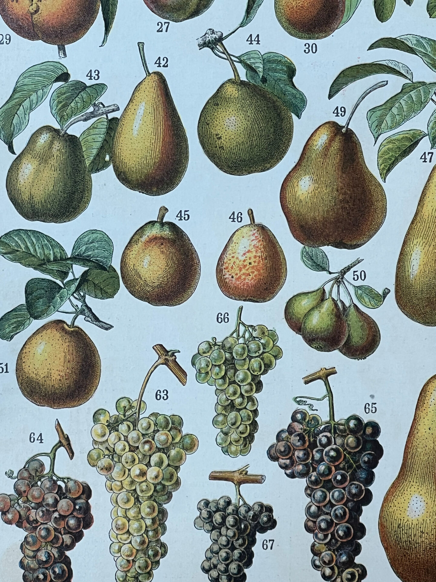 Planche botanique “Fruits” - 30,5x22cm